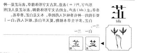 芷 意思